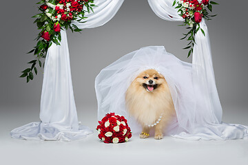 Image showing beautiful spitz bride under flower arch