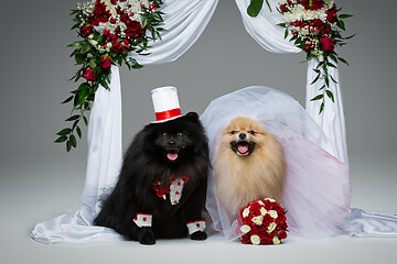 Image showing dog wedding couple under flower arch