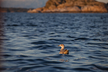 Image showing bird on sea water