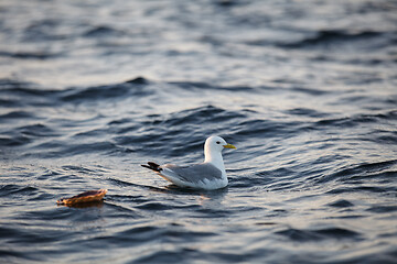 Image showing bird on sea water