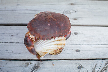 Image showing alive crab holding scallop in claw 