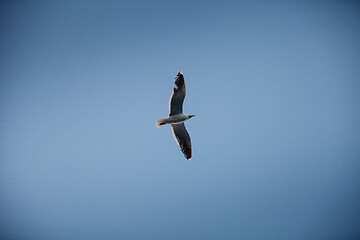 Image showing seagull flying in the sky