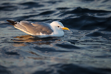 Image showing bird on sea water