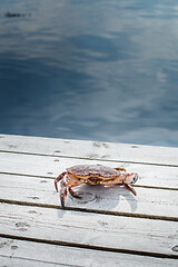 Image showing alive crab standing on wooden floor