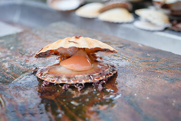 Image showing opened scallop shellop with mollusk inside