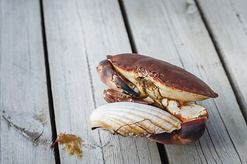 Image showing alive crab holding scallop in claw 