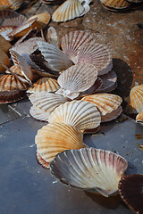 Image showing many scallop shells