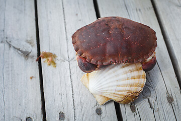 Image showing alive crab holding scallop in claw 