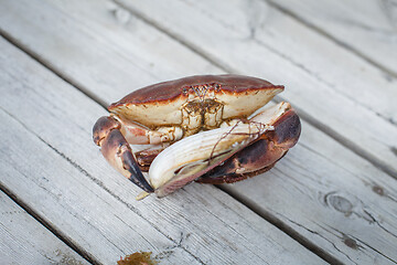 Image showing alive crab holding scallop in claw 