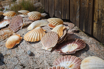 Image showing many scallop shells