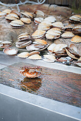 Image showing opened scallop shellop with mollusk inside