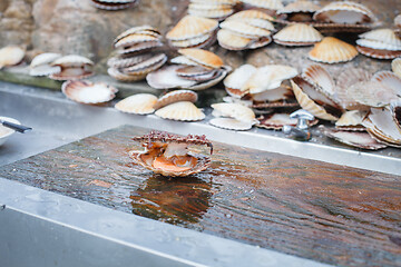 Image showing opened scallop shellop with mollusk inside