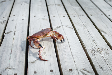 Image showing alive crab standing on wooden floor