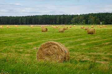 Image showing green meadow with hay rolls