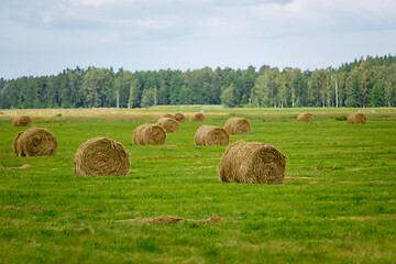 Image showing green meadow with hay rolls