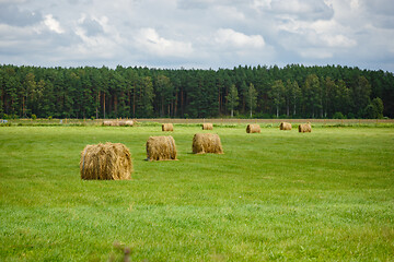 Image showing green meadow with hay rolls