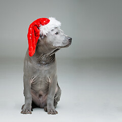 Image showing thai ridgeback puppy in xmas hat