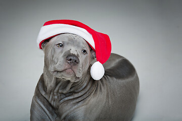 Image showing thai ridgeback puppy in xmas hat