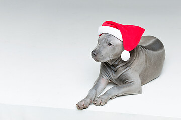 Image showing thai ridgeback puppy in xmas hat