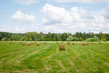 Image showing green meadow with hay rolls