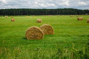 Image showing green meadow with hay rolls