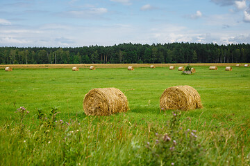 Image showing green meadow with hay rolls