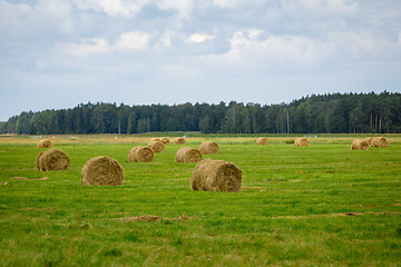 Image showing green meadow with hay rolls