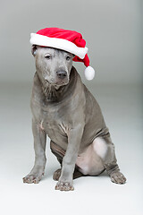 Image showing thai ridgeback puppy in xmas hat