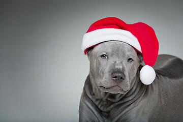 Image showing thai ridgeback puppy in xmas hat