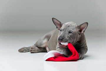 Image showing thai ridgeback puppy biting xmas hat