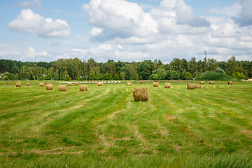 Image showing green meadow with hay rolls