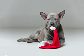 Image showing thai ridgeback puppy biting xmas hat