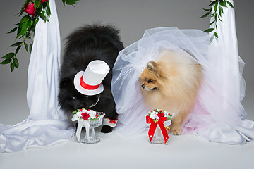 Image showing dog wedding couple under flower arch