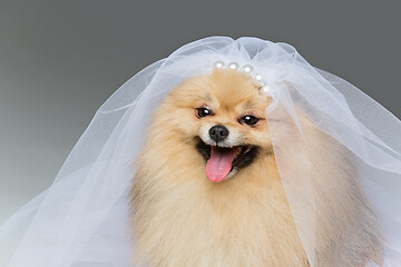 Image showing beautiful spitz bride on gray background