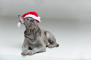 Image showing thai ridgeback puppy in xmas hat