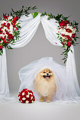 Image showing beautiful spitz bride under flower arch