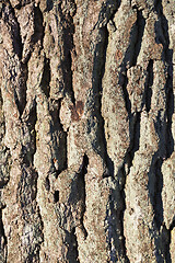 Image showing dry pine bark on the trunk