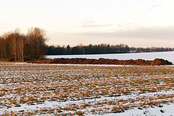 Image showing Manure in the field, close-up