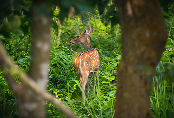 Image showing spotted or sika deer in the jungle