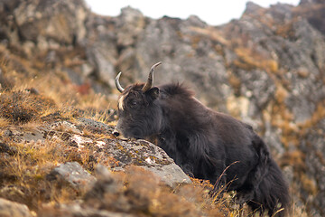 Image showing Yak or nak pasture on grass hills in Himalayas