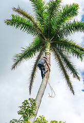 Image showing Adult male climbs coconut tree to get coco nuts