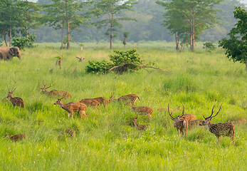 Image showing Sika or spotted deers herd in the elephant grass