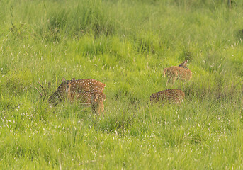 Image showing Sika or spotted deers herd in the elephant grass