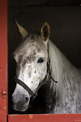 Image showing White horse head