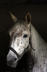 Image showing White horse head