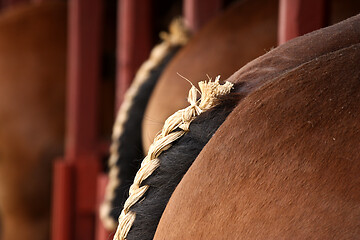 Image showing Horses details