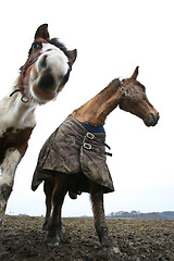 Image showing Two horses shot with a low perspective