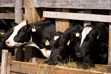 Image showing Cows in feeding place