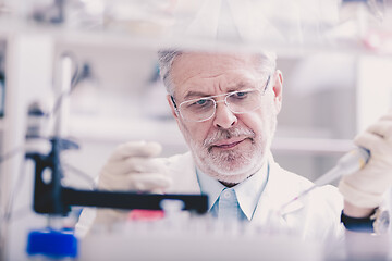 Image showing Senior male life scientist researching in the laboratory.