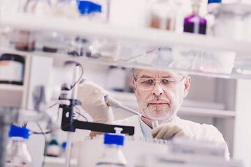 Image showing Senior male life scientist researching in the laboratory.